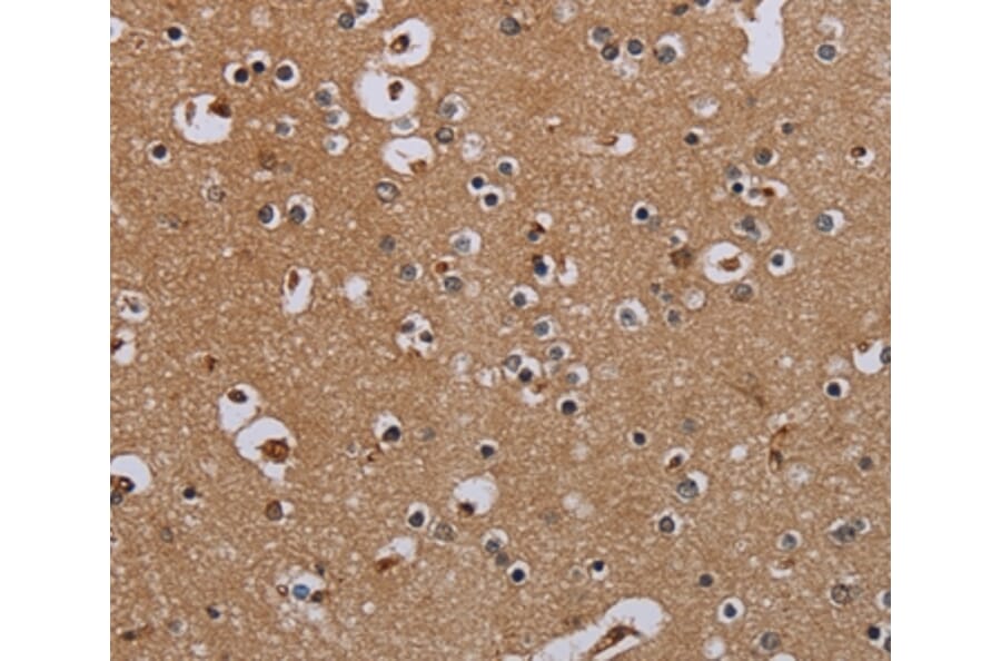 Immunohistochemistry - IFRD1 Antibody from Signalway Antibody (36546) - Antibodies.com