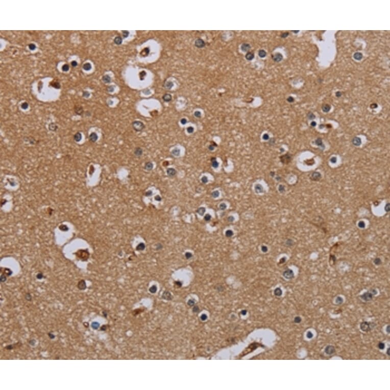 Immunohistochemistry - IFRD1 Antibody from Signalway Antibody (36546) - Antibodies.com