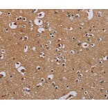 Immunohistochemistry - IFRD1 Antibody from Signalway Antibody (36546) - Antibodies.com