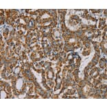Immunohistochemistry - IPO13 Antibody from Signalway Antibody (36554) - Antibodies.com