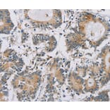 Immunohistochemistry - IPO13 Antibody from Signalway Antibody (36554) - Antibodies.com