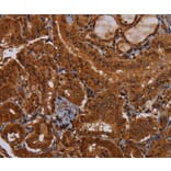 Immunohistochemistry - WDR83 Antibody from Signalway Antibody (36600) - Antibodies.com