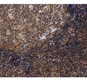 Immunohistochemistry - NTMT1 Antibody from Signalway Antibody (36611) - Antibodies.com