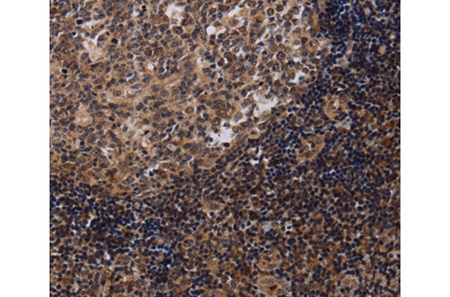 Immunohistochemistry - NTMT1 Antibody from Signalway Antibody (36611) - Antibodies.com