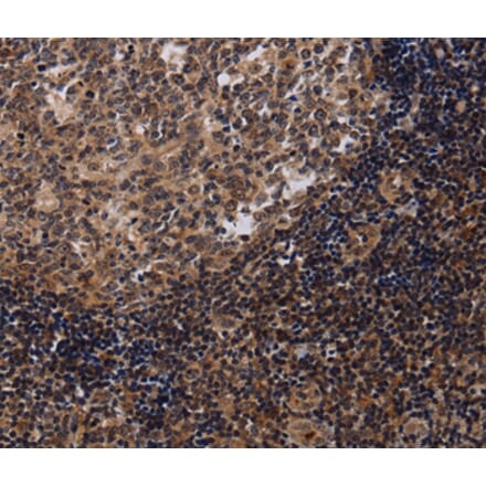 Immunohistochemistry - NTMT1 Antibody from Signalway Antibody (36611) - Antibodies.com