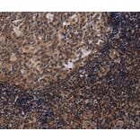 Immunohistochemistry - NTMT1 Antibody from Signalway Antibody (36611) - Antibodies.com