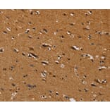 Immunohistochemistry - CENPU Antibody from Signalway Antibody (36620) - Antibodies.com