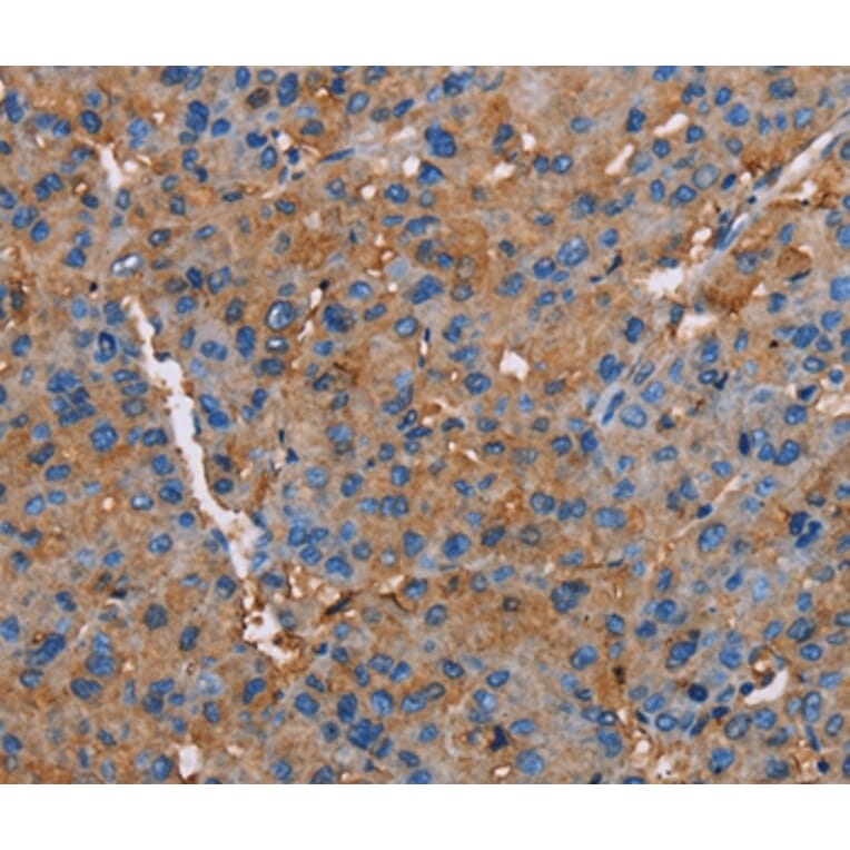 Immunohistochemistry - NLGN1 Antibody from Signalway Antibody (36650) - Antibodies.com