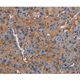 Immunohistochemistry - NLGN1 Antibody from Signalway Antibody (36650) - Antibodies.com