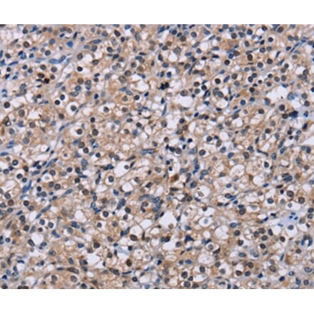 Immunohistochemistry - NR1D1 Antibody from Signalway Antibody (36659) - Antibodies.com