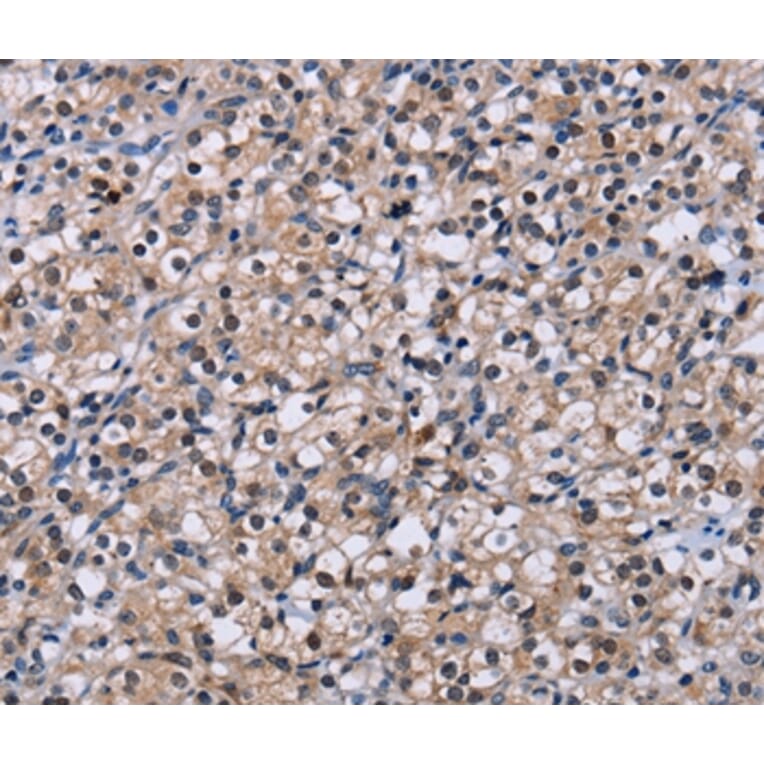 Immunohistochemistry - NR1D1 Antibody from Signalway Antibody (36659) - Antibodies.com