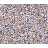 Immunohistochemistry - NR1D1 Antibody from Signalway Antibody (36659) - Antibodies.com