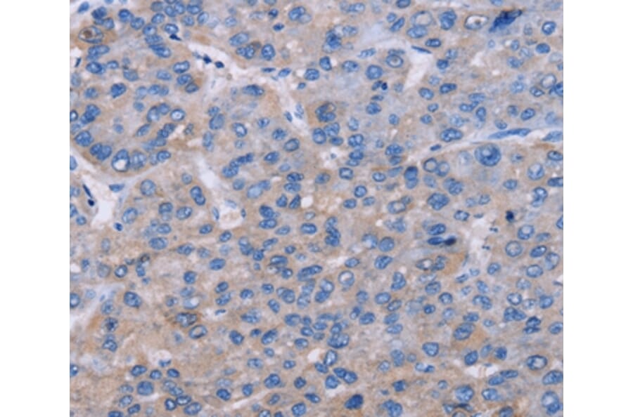 Immunohistochemistry - NR1D1 Antibody from Signalway Antibody (36659) - Antibodies.com
