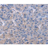 Immunohistochemistry - NR1D1 Antibody from Signalway Antibody (36659) - Antibodies.com