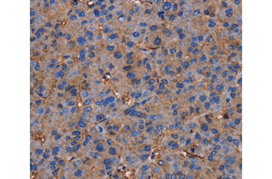 Immunohistochemistry - NRIP3 Antibody from Signalway Antibody (36660) - Antibodies.com