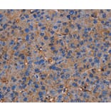 Immunohistochemistry - NRIP3 Antibody from Signalway Antibody (36660) - Antibodies.com