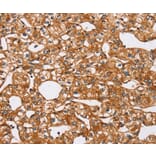 Immunohistochemistry - PEA15 Antibody from Signalway Antibody (36689) - Antibodies.com