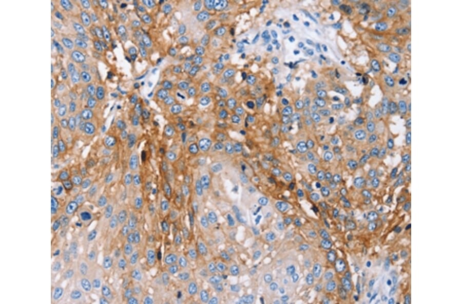 Immunohistochemistry - PLCZ1 Antibody from Signalway Antibody (36697) - Antibodies.com