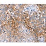 Immunohistochemistry - PLCZ1 Antibody from Signalway Antibody (36697) - Antibodies.com