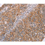 Immunohistochemistry - RMDN3 Antibody from Signalway Antibody (36705) - Antibodies.com