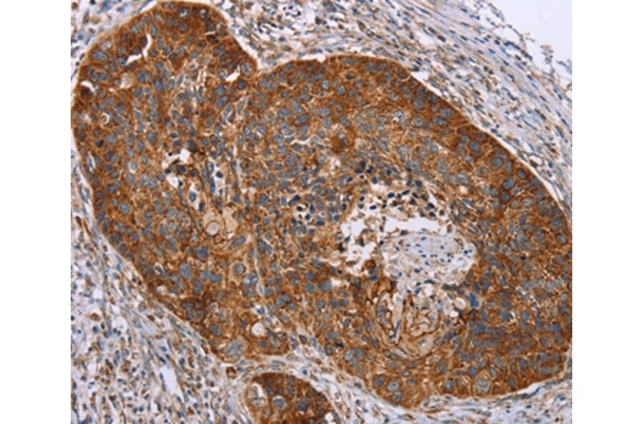 Immunohistochemistry - RMDN3 Antibody from Signalway Antibody (36705) - Antibodies.com