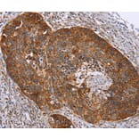 Immunohistochemistry - RMDN3 Antibody from Signalway Antibody (36705) - Antibodies.com