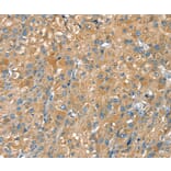 Immunohistochemistry - PTPRN Antibody from Signalway Antibody (36707) - Antibodies.com