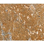 Immunohistochemistry - RAB2A Antibody from Signalway Antibody (36712) - Antibodies.com