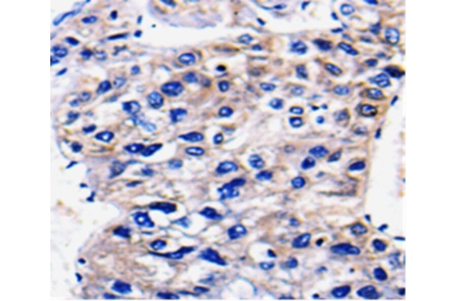 Immunohistochemistry - RAB35 Antibody from Signalway Antibody (36735) - Antibodies.com