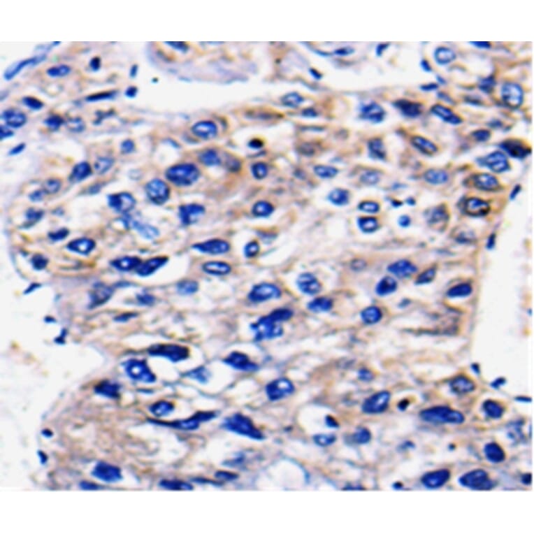 Immunohistochemistry - RAB35 Antibody from Signalway Antibody (36735) - Antibodies.com