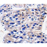 Immunohistochemistry - RAB35 Antibody from Signalway Antibody (36735) - Antibodies.com