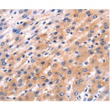 Immunohistochemistry - RAB39 Antibody from Signalway Antibody (36737) - Antibodies.com