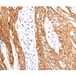 Immunohistochemistry - RAB3D Antibody from Signalway Antibody (36746) - Antibodies.com
