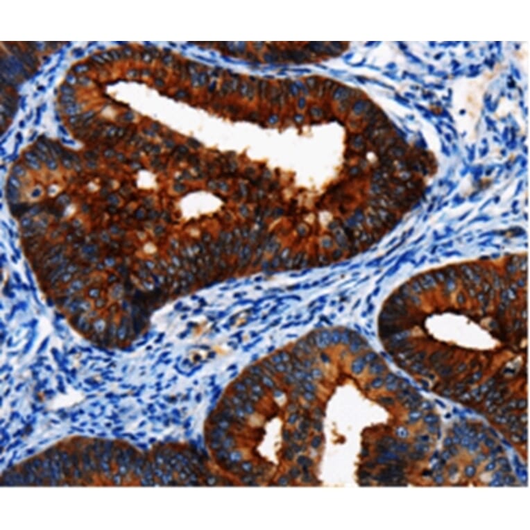 Immunohistochemistry - BIRC6 Antibody from Signalway Antibody (36758) - Antibodies.com