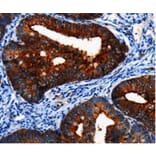 Immunohistochemistry - BIRC6 Antibody from Signalway Antibody (36758) - Antibodies.com