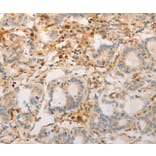 Immunohistochemistry - AVPR2 Antibody from Signalway Antibody (36765) - Antibodies.com