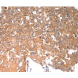 Immunohistochemistry - BGLAP Antibody from Signalway Antibody (36774) - Antibodies.com