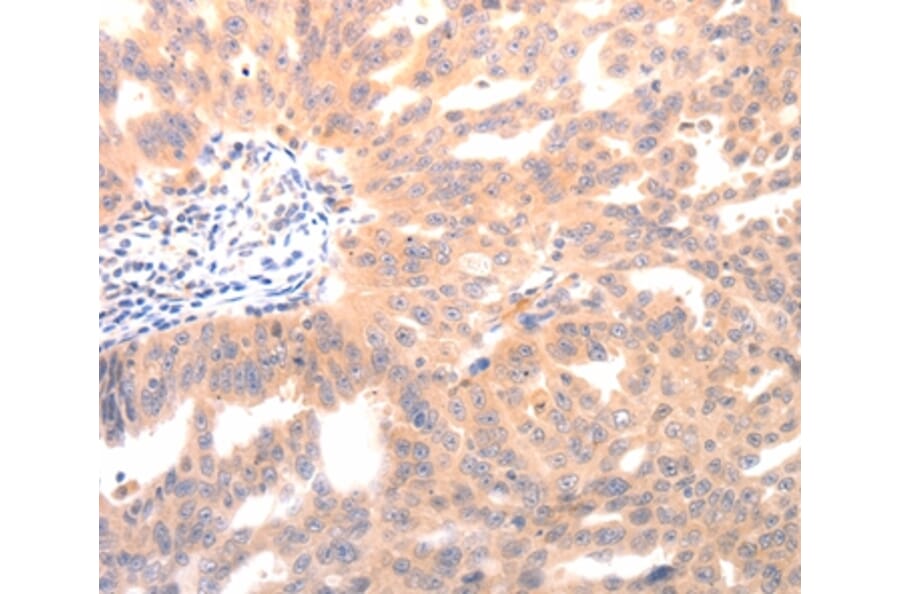 Immunohistochemistry - BGLAP Antibody from Signalway Antibody (36774) - Antibodies.com