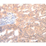 Immunohistochemistry - BGLAP Antibody from Signalway Antibody (36774) - Antibodies.com