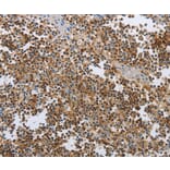 Immunohistochemistry - CEBPA Antibody from Signalway Antibody (36789) - Antibodies.com