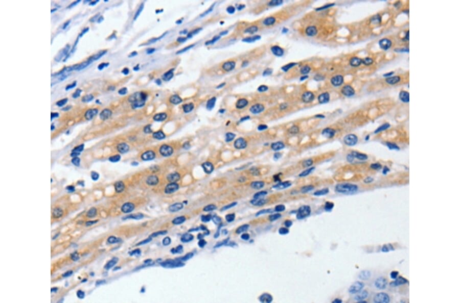 Immunohistochemistry - CLDN5 Antibody from Signalway Antibody (36799) - Antibodies.com
