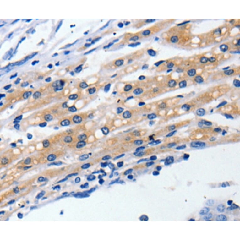 Immunohistochemistry - CLDN5 Antibody from Signalway Antibody (36799) - Antibodies.com