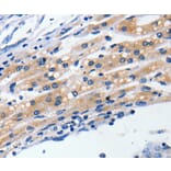 Immunohistochemistry - CLDN5 Antibody from Signalway Antibody (36799) - Antibodies.com