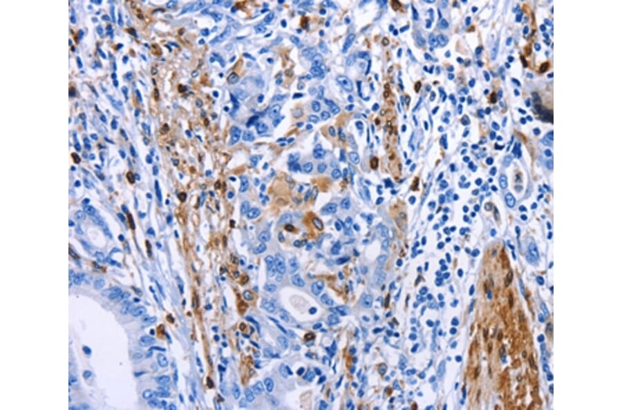 Immunohistochemistry - PTGS1 Antibody from Signalway Antibody (36800) - Antibodies.com