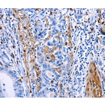 Immunohistochemistry - PTGS1 Antibody from Signalway Antibody (36800) - Antibodies.com