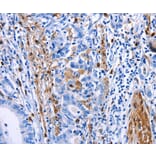 Immunohistochemistry - PTGS1 Antibody from Signalway Antibody (36800) - Antibodies.com