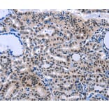Immunohistochemistry - COX18 Antibody from Signalway Antibody (36801) - Antibodies.com