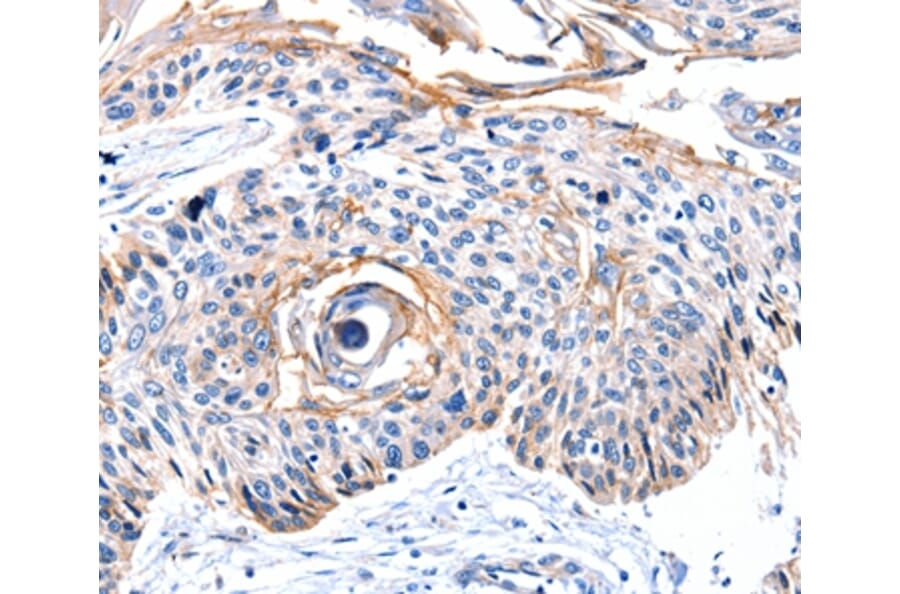Immunohistochemistry - CCNB2 Antibody from Signalway Antibody (36818) - Antibodies.com