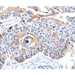 Immunohistochemistry - CCNB2 Antibody from Signalway Antibody (36818) - Antibodies.com