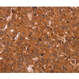 Immunohistochemistry - CCND3 Antibody from Signalway Antibody (36819) - Antibodies.com